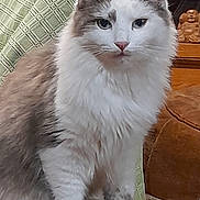 Gadjet a rejoint le concours — aidez-le/la à gagner de superbes lots ! cat, fluffy, white, grey, indoor, chair, green_cloth, wooden_sculpture, pet, feline, sitting, fur, animal, domestic, closeup, portrait, cute, looking, whiskers, ears