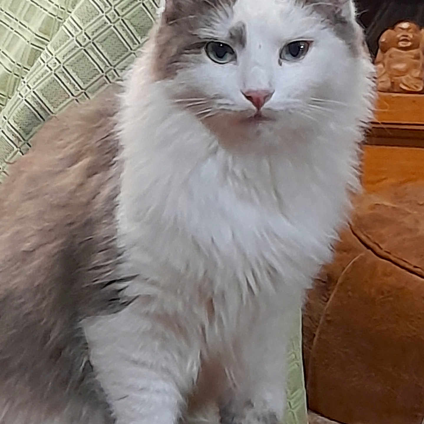 Gadjet a rejoint le concours — aidez-le/la à gagner de superbes lots ! animal, cat, chair, closeup, cute, domestic, ears, feline, fluffy, fur, green_cloth, grey, indoor, looking, pet, portrait, sitting, whiskers, white, wooden_sculpture