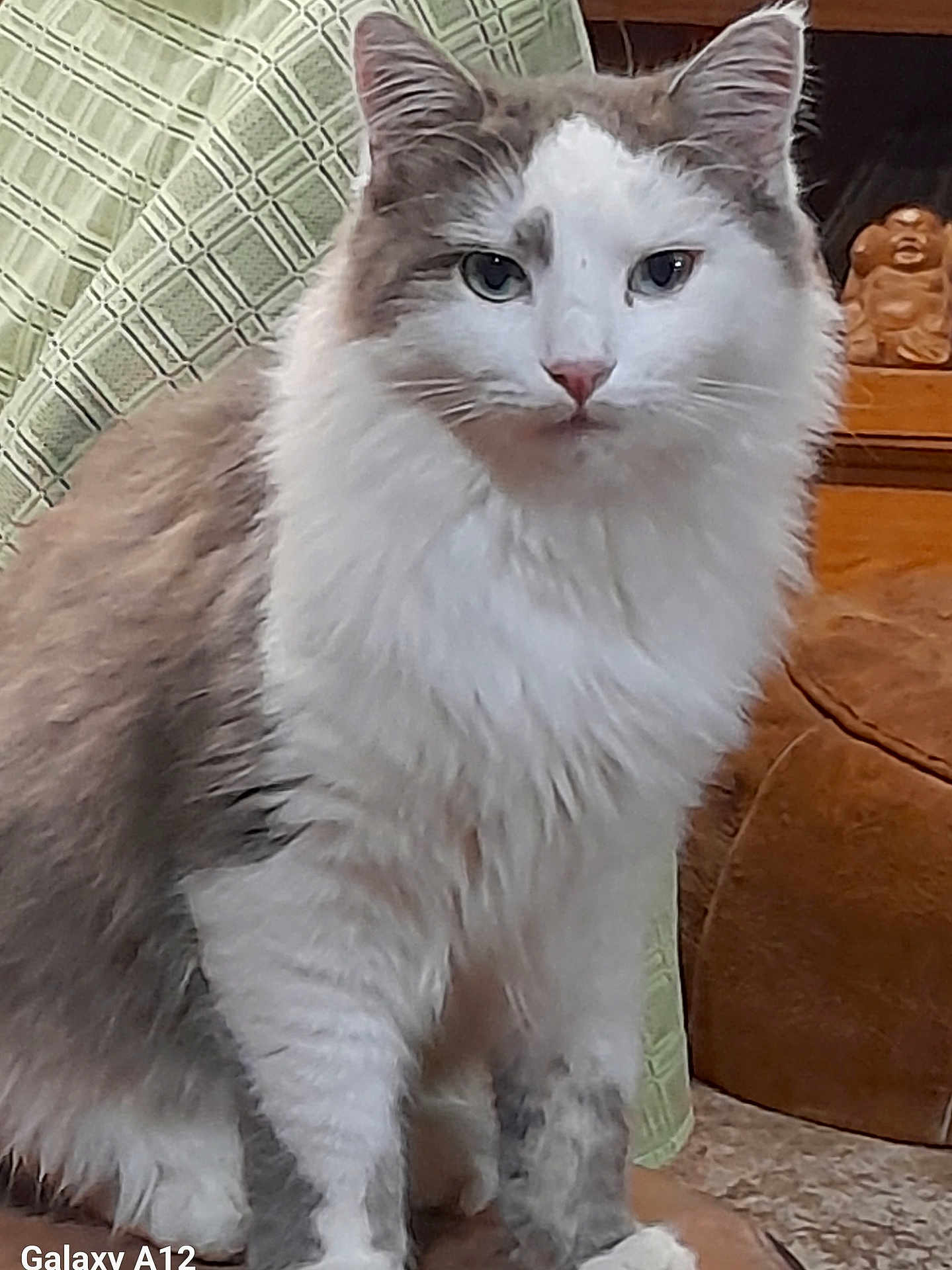 Gadjet a rejoint le concours — aidez-le/la à gagner de superbes lots ! cat, fluffy, white, grey, indoor, chair, green_cloth, wooden_sculpture, pet, feline, sitting, fur, animal, domestic, closeup, portrait, cute, looking, whiskers, ears