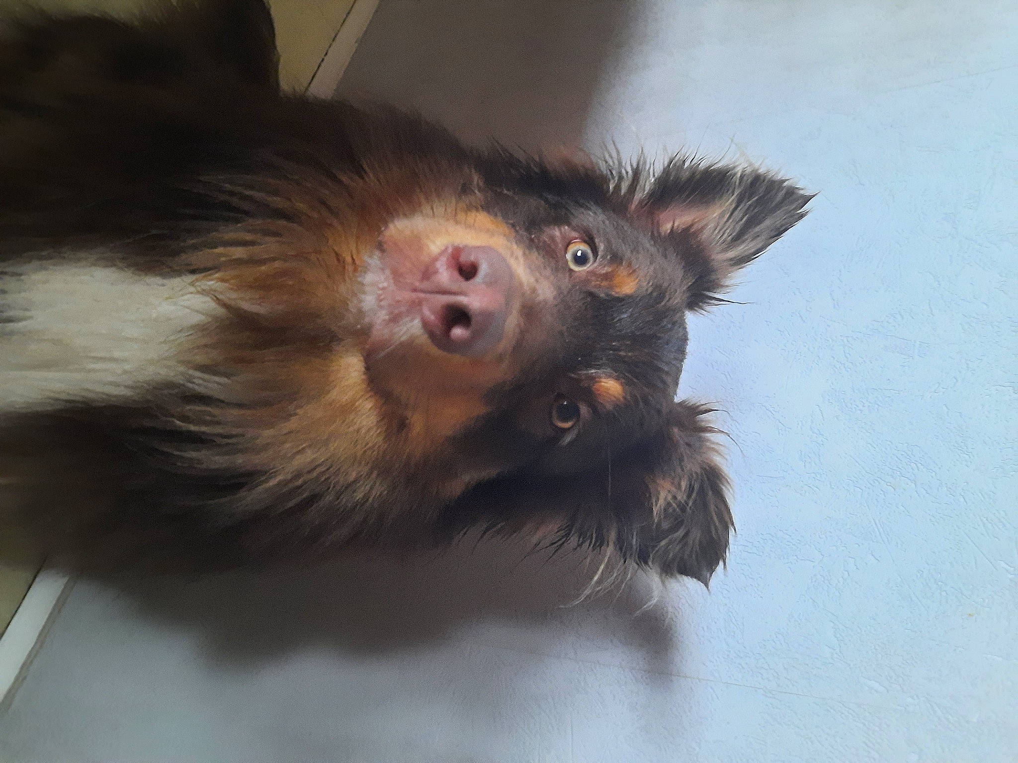 Raven participe au concours pour gagner de l'argent avec cette photo : canidae, carnivore, companion_dog, dog, dog_breed, fawn, foot, fur, liver, paw, primate, puppy, snout, sporting_group, whiskers, wood, working_animal