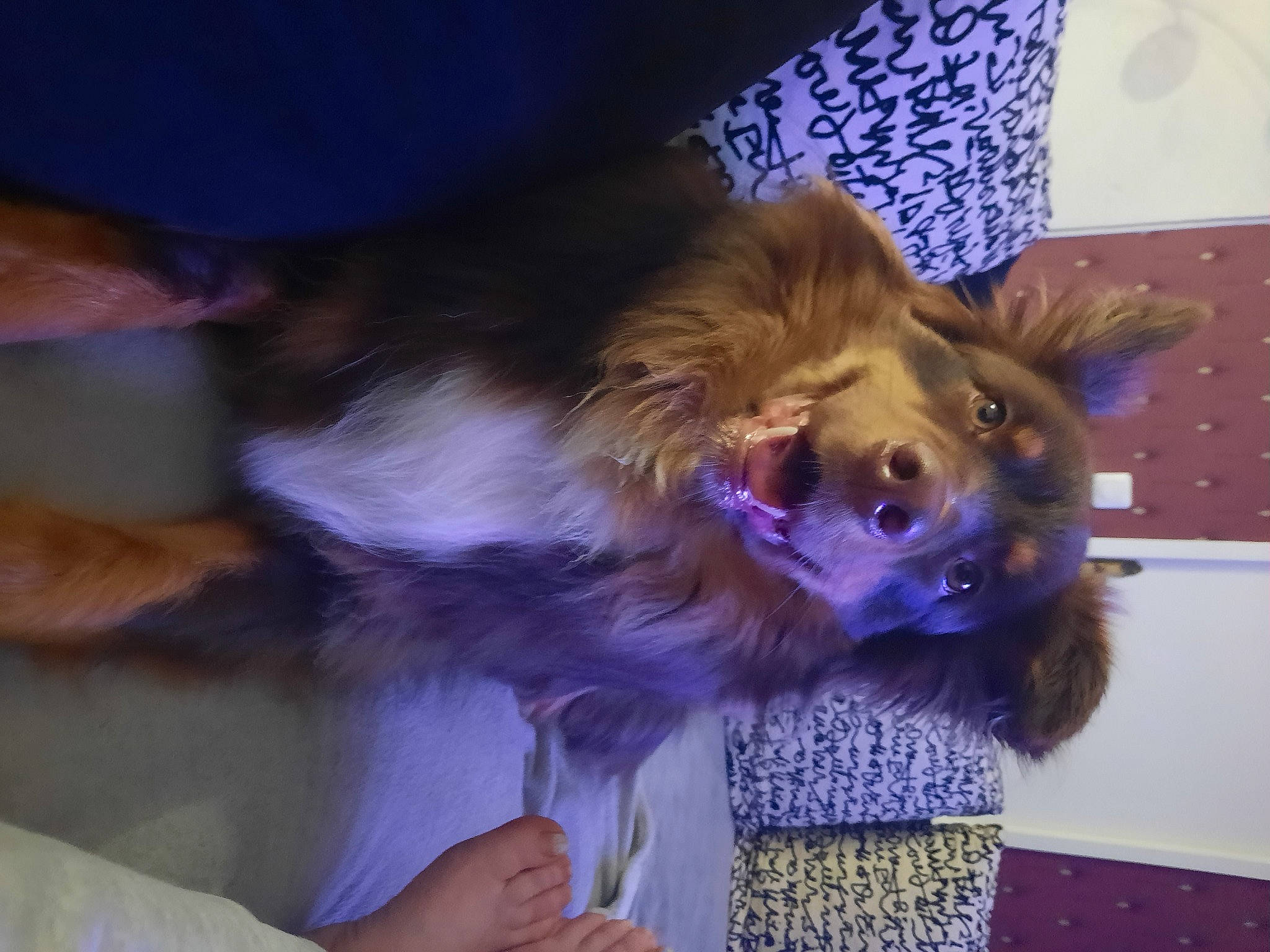 Raven a rejoint le concours — aidez-le/la à gagner de superbes lots ! canidae, carnivore, companion_dog, dog, dog_breed, dog_clothes, event, fashion_accessory, fawn, felidae, fun, fur, liver, pomeranian, purple, small_terrier, sporting_group, terrier, toy_dog, whiskers