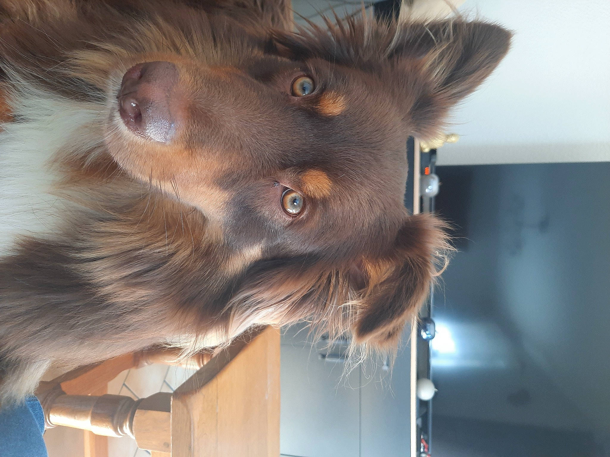 Raven a rejoint le concours — aidez-le/la à gagner de superbes lots ! canidae, carnivore, collar, companion_dog, dog, dog_breed, dog_collar, ear, fur, giant_dog_breed, jaw, liver, pet_supply, snout, sporting_group, whiskers, working_animal, working_dog