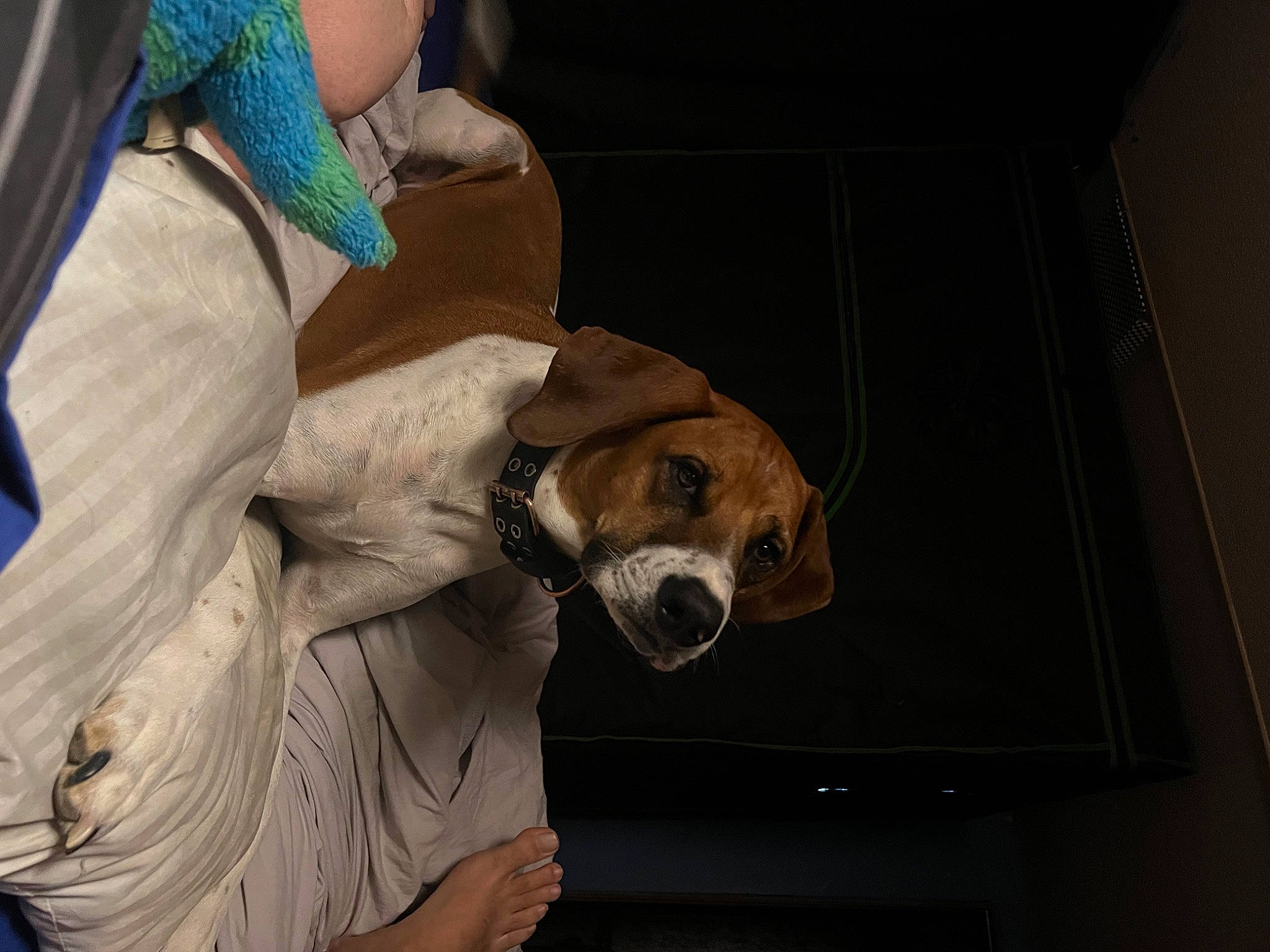 Charlie is registered to the contest to win money with this photo: canidae, carnivore, companion_dog, costume, dog, dog_breed, ear, eyewear, fawn, fictional_character, fur, headgear, mask, non_sporting_group, personal_protective_equipment, room, snout, sporting_group, whiskers, working_animal