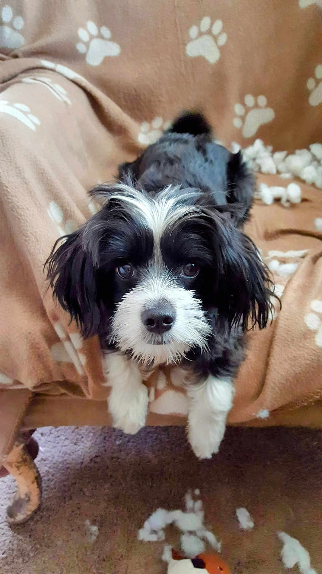 Milo is registered to the contest to win money with this photo: dog, black_and_white, fluffy, pet, indoor, blanket, paw_print, carpet, toy, stuffing, cute, looking_at_camera, lying_down, playful, mischief, furniture_leg, animal, companion, domestic, cozy
