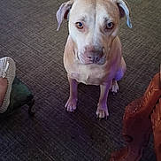 Angel is registered to the contest to win money with this photo: dog, pet, indoor, carpet, furniture, footwear, slipper, brown_dog, sitting, looking_up, home, floor, loyal, animal, domestic, cute, ears, paw, wooden_furniture, quiet