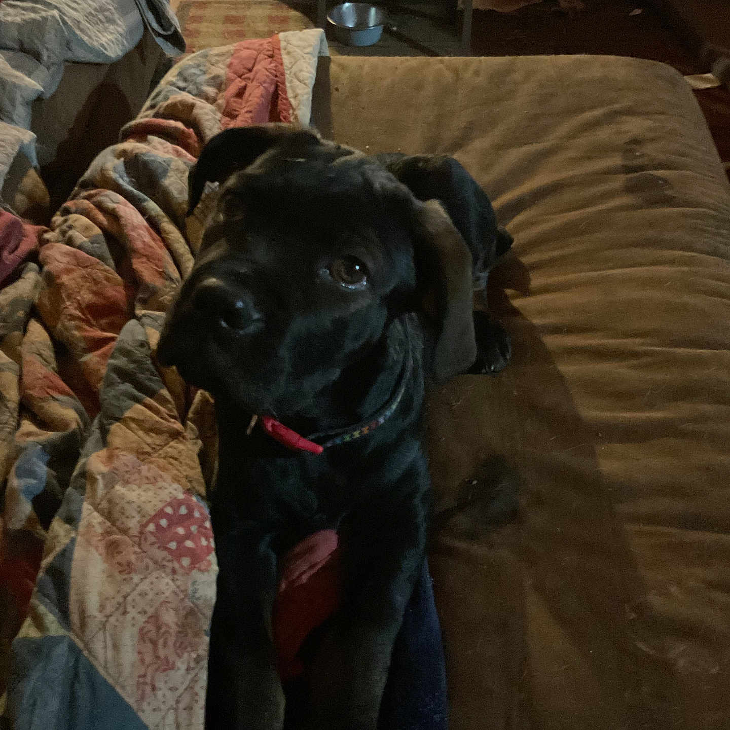 Bella joined the competition — help win amazing prizes! animal, bed, bedroom, blanket, bulldog, canine, couch, cushion, dog, furniture, homedecor, hound, indoors, labradorretriever, linen, pet, pointer, puppy, quilt, room