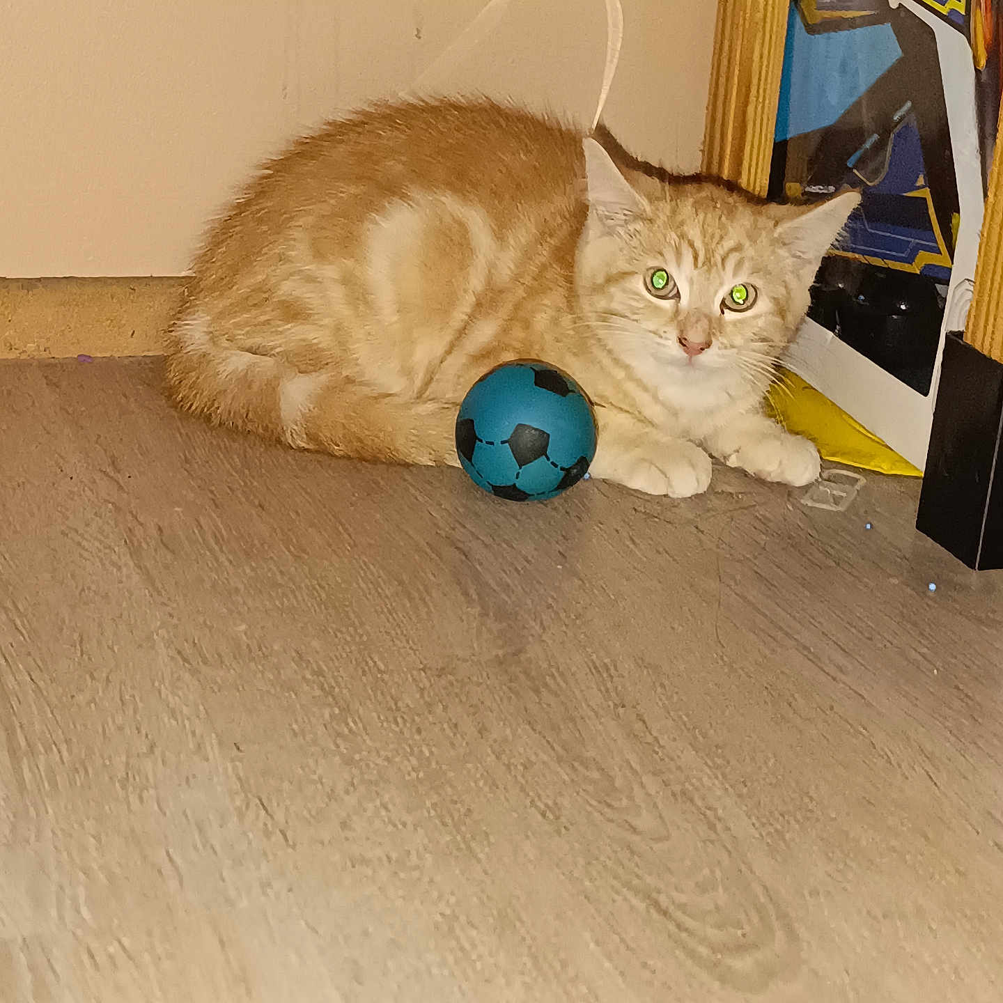 Tigrou participe au concours pour gagner de l'argent avec cette photo : abyssinian, animal, ball, cat, football, furniture, hardwood, indoors, interiordesign, kitten, manx, pet, plywood, shelf, soccer, soccerball, sphere, sport, table, wood