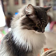 Louie is registered to the contest to win money with this photo: cat, fluffy, gray, white, indoor, pet, feline, portrait, closeup, whiskers, ear, fur, animal, domestic, cute, soft, calm, looking_away, house, background_blur