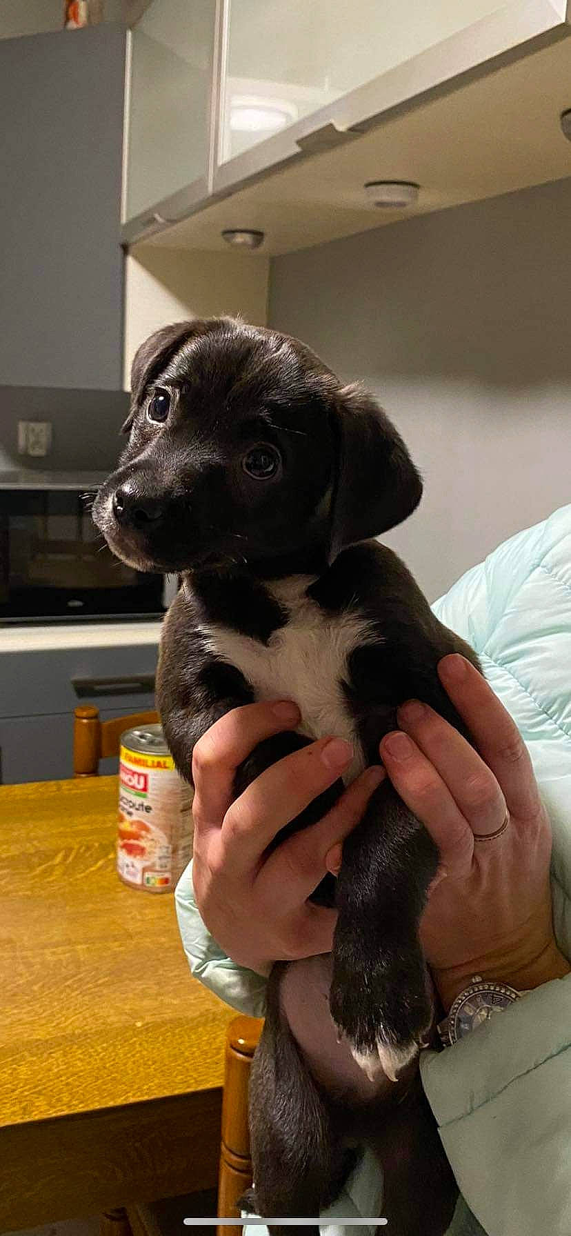 Ganache participe au concours pour gagner de l'argent avec cette photo : borador, canidae, carnivore, comfort, companion_dog, dog, dog_breed, fur, nail, non_sporting_group, puppy, sporting_group, television, working_animal