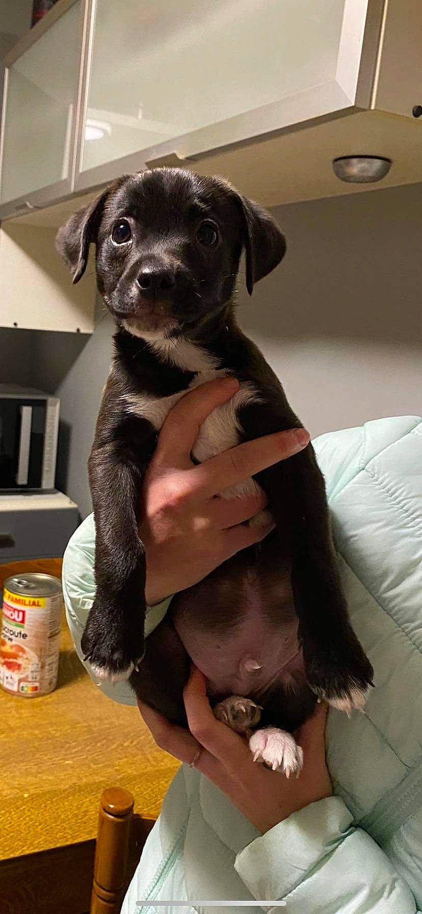 Ganache a rejoint le concours — aidez-le/la à gagner de superbes lots ! borador, box, canidae, carnivore, comfort, companion_dog, dog, dog_breed, dog_collar, elbow, fawn, fur, hat, pet_supply, sporting_group, tin_can, toy_dog, whiskers, working_animal, wrist