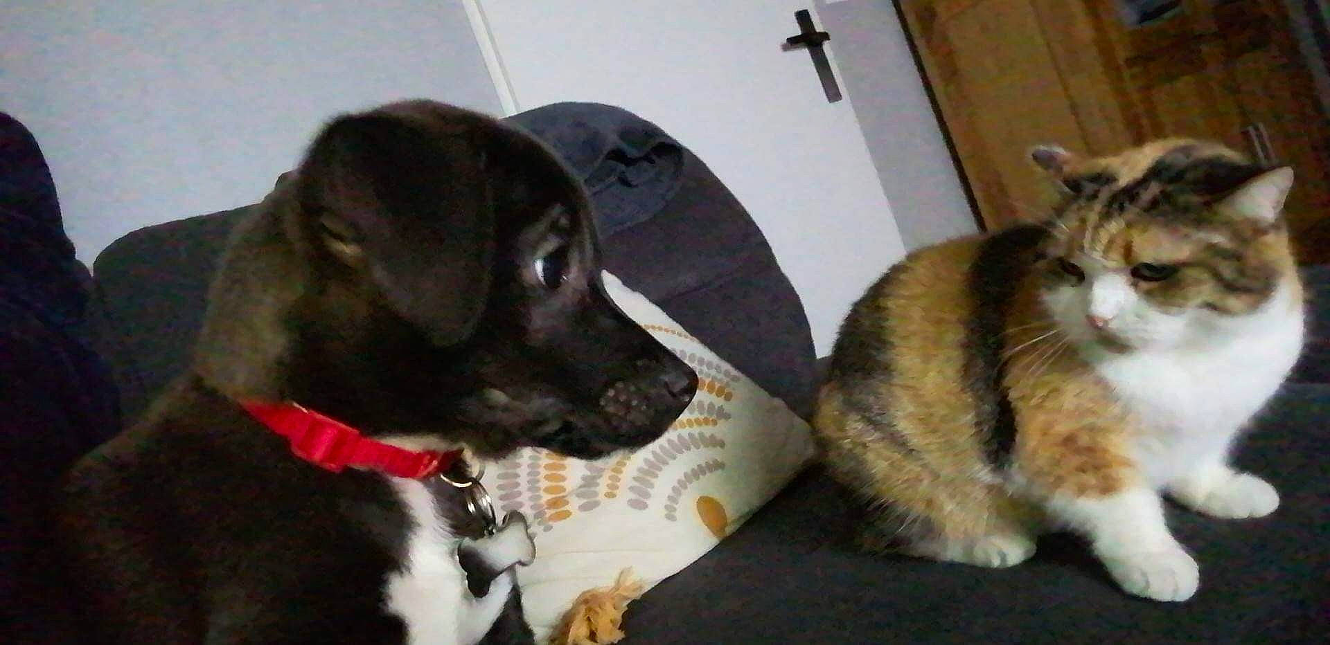 Ganache a rejoint le concours — aidez-le/la à gagner de superbes lots ! bow_tie, canidae, carnivore, cat, cat_supply, collar, comfort, companion_dog, dog, dog_breed, dog_collar, domestic_short_haired_cat, fawn, fur, paw, pet_supply, snout, tail, whiskers, working_animal