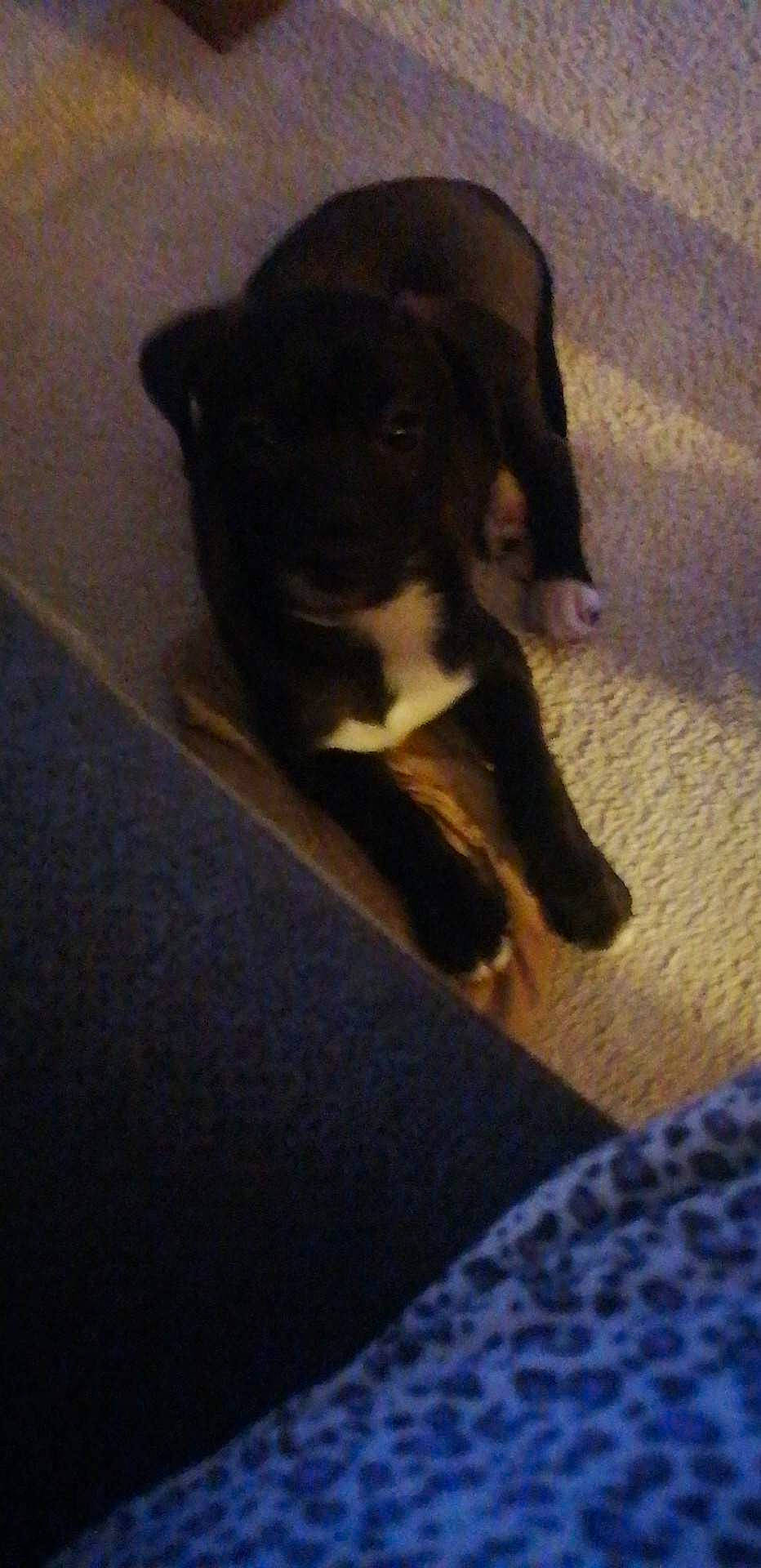 Ganache a rejoint le concours — aidez-le/la à gagner de superbes lots ! borador, canidae, carnivore, cloud, comfort, companion_dog, dog, dog_breed, fawn, floor, flooring, fur, guard_dog, sporting_group, tail, terrestrial_animal, tints_and_shades, whiskers, wood, working_animal