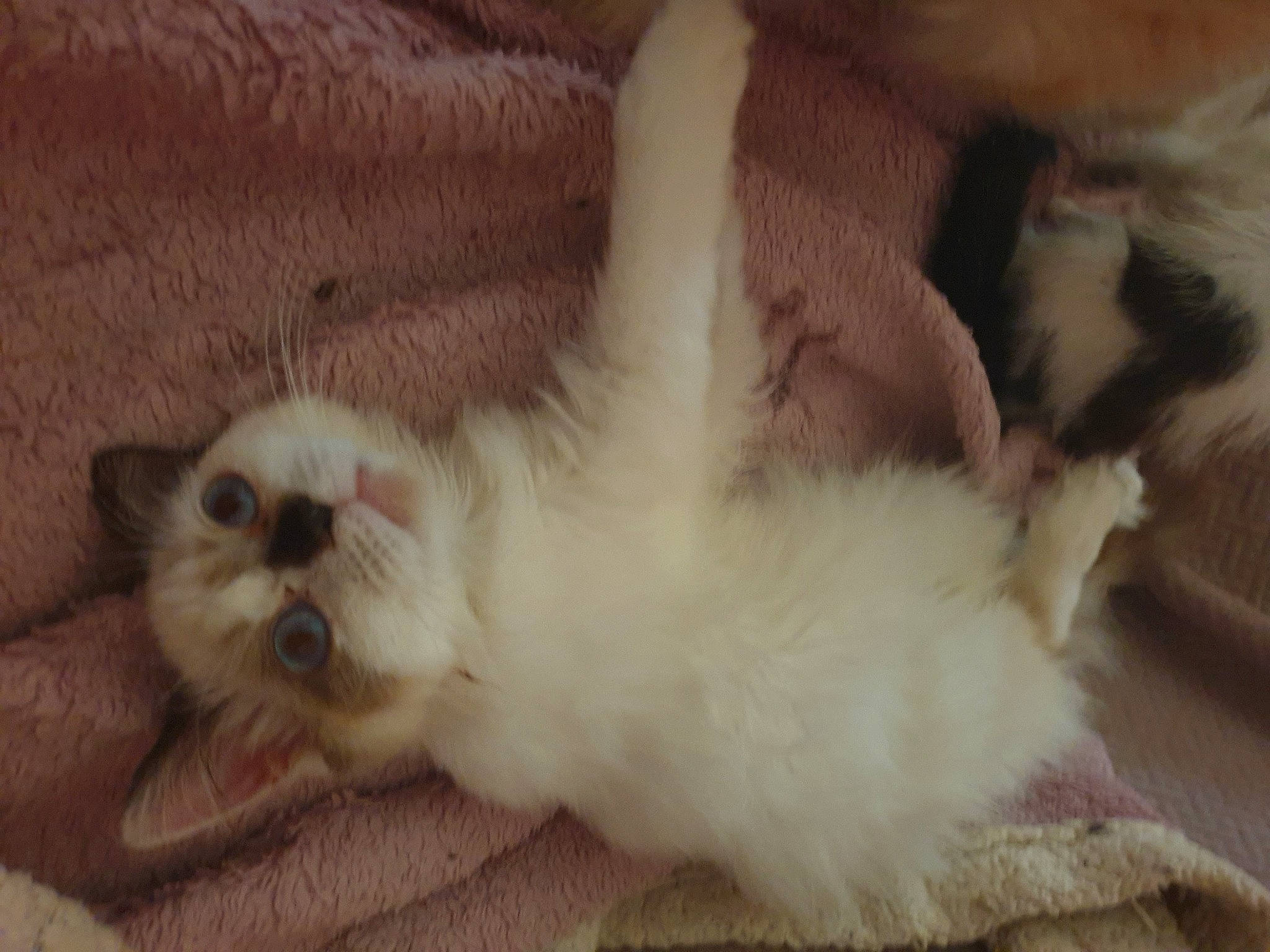 Lily participe au concours pour gagner de l'argent avec cette photo : carnivore, cat, claw, comfort, fawn, felidae, fur, paw, siamese, small_to_medium_sized_cats, tail, terrestrial_animal, whiskers