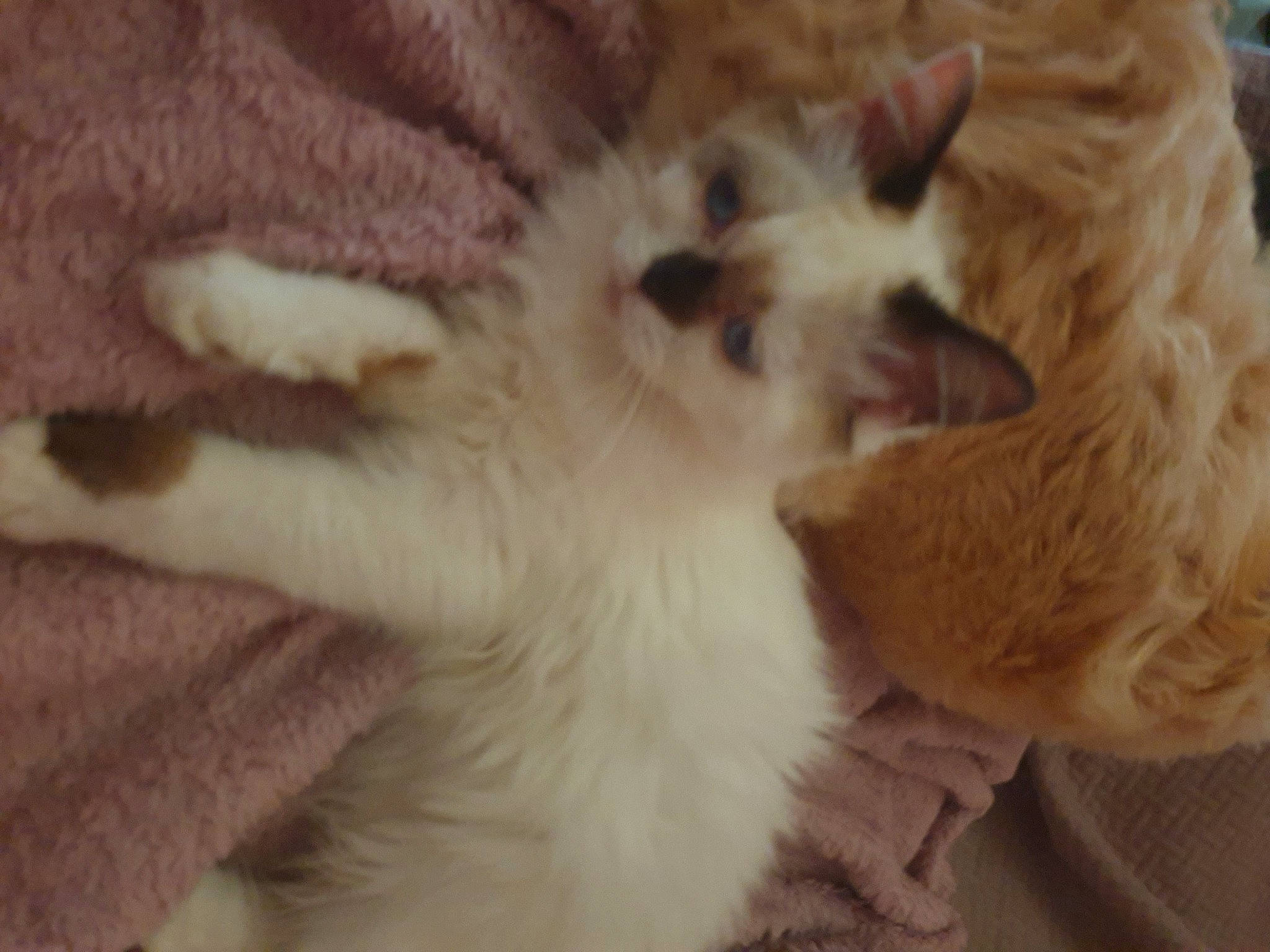 Lily a rejoint le concours — aidez-le/la à gagner de superbes lots ! canidae, carnivore, cat, claw, comfort, companion_dog, dog_breed, fawn, felidae, fur, nap, paw, small_to_medium_sized_cats, tail, terrestrial_animal, whiskers