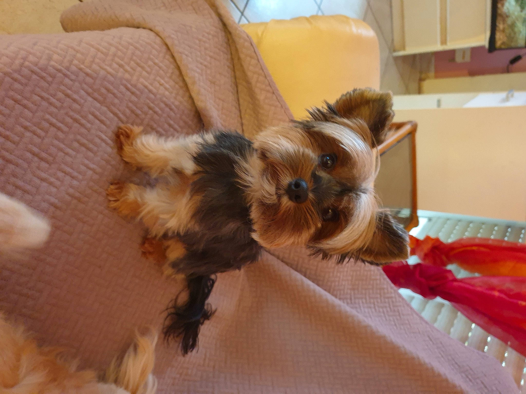 Pin-up a rejoint le concours — aidez-le/la à gagner de superbes lots ! carnivore, comfort, companion_dog, couch, dog, dog_breed, dog_supply, fawn, felidae, fur, hardwood, liver, pet_supply, small_to_medium_sized_cats, tail, terrier, toy_dog, whiskers, wood, working_animal