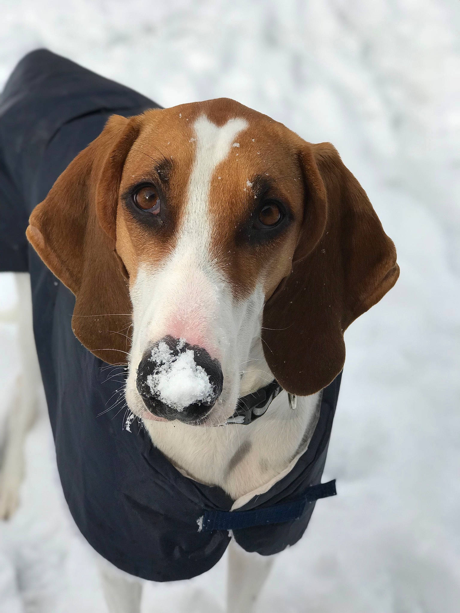 Lucy a rejoint le concours — aidez-le/la à gagner de superbes lots ! american_foxhound, beagle, beagle_harrier, canidae, carnivore, dog, dog_breed, drever, english_foxhound, estonian_hound, finnish_hound, halden_hound, hamiltonstovare, harrier, hound, mammal, serbian_tricolour_hound, snout, treeing_walker_coonhound, vertebrate