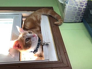 Darwin joined the competition — help win amazing prizes! carnivore, cat, domestic_short_haired_cat, european_shorthair, felidae, kitten, polydactyl_cat, small_to_medium_sized_cats, tabby_cat, tail, whiskers