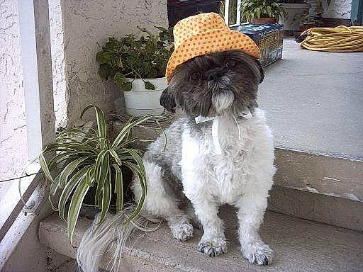 Maxine is registered to the contest to win money with this photo: canidae, carnivore, companion_dog, dog, dog_breed, fawn, fedora, flowerpot, fur, grass, hat, houseplant, plant, sporting_group, sun_hat, tail, terrier, toy_dog, water_dog, working_animal