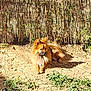 Thor participe au concours pour gagner de l'argent avec cette photo : animal, bamboo, brown, canine, daytime, dirt, dog, fence, fluffy, fur, garden, grass, laying, nature, outdoor, peaceful, pet, relaxed, sunlight, sunny