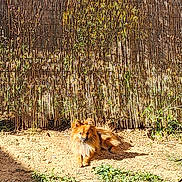 Thor a rejoint le concours — aidez-le/la à gagner de superbes lots ! animal, backyard, bamboo_fence, brown, canine, daytime, dog, fence, fluffy, garden, grass, ground, nature, outdoor, pet, plants, relaxed, resting, sunlight, sunny