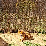animal, backyard, bamboo_fence, brown, canine, daytime, dog, fence, fluffy, garden, grass, ground, nature, outdoor, pet, plants, relaxed, resting, sunlight, sunny