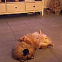 animal, basket, brown, cozy, cute, dog, domestic, entertainment_unit, floor, fluffy, fur, home, indoors, living_room, lying_down, pet, playful, relaxed, tile_floor, upside_down