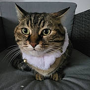 Kaly a rejoint le concours — aidez-le/la à gagner de superbes lots ! bells, cat, close_up, collar, comfort, curious, cushion, domestic_animal, ears, face, feline, fur, gray, green_eyes, indoor, pet, portrait, seated, tabby, whiskers