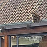 animal, brick_wall, building, cat, daylight, feline, garden, glass, gutter, looking, nature, outdoor, pet, reflection, roof, sitting, tabby_cat, tiles, window, wood