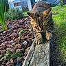 animal, bark_mulch, cat, daylight, fur, garden, grass, greenery, hedge, nature, outdoor, paws, pet, plants, shed, shrub, sky, tabby, whiskers, wood