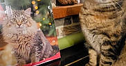 Kaly participe au concours pour gagner de l'argent avec cette photo : animal_portrait, black_surface, brick_wall, calendar, cat, close_up, cozy, curiosity, curious, decor, domestic_animal, feline, furry, household, indoor, pet, tabby_cat, table, wide_eyes, wooden_sculpture