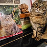 animal_portrait, black_surface, brick_wall, calendar, cat, close_up, cozy, curiosity, curious, decor, domestic_animal, feline, furry, household, indoor, pet, tabby_cat, table, wide_eyes, wooden_sculpture