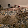 Arrow participe au concours pour gagner de l'argent avec cette photo : animal, bed, blanket, cat, comfort, cozy, cute, daisy_pattern, domestic, ears, feline, indoor, paw, pet, relaxed, resting, sleepy, soft_lighting, striped_fur, whiskers