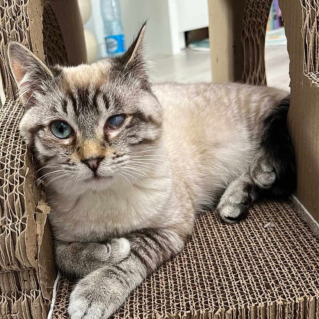 Arrow