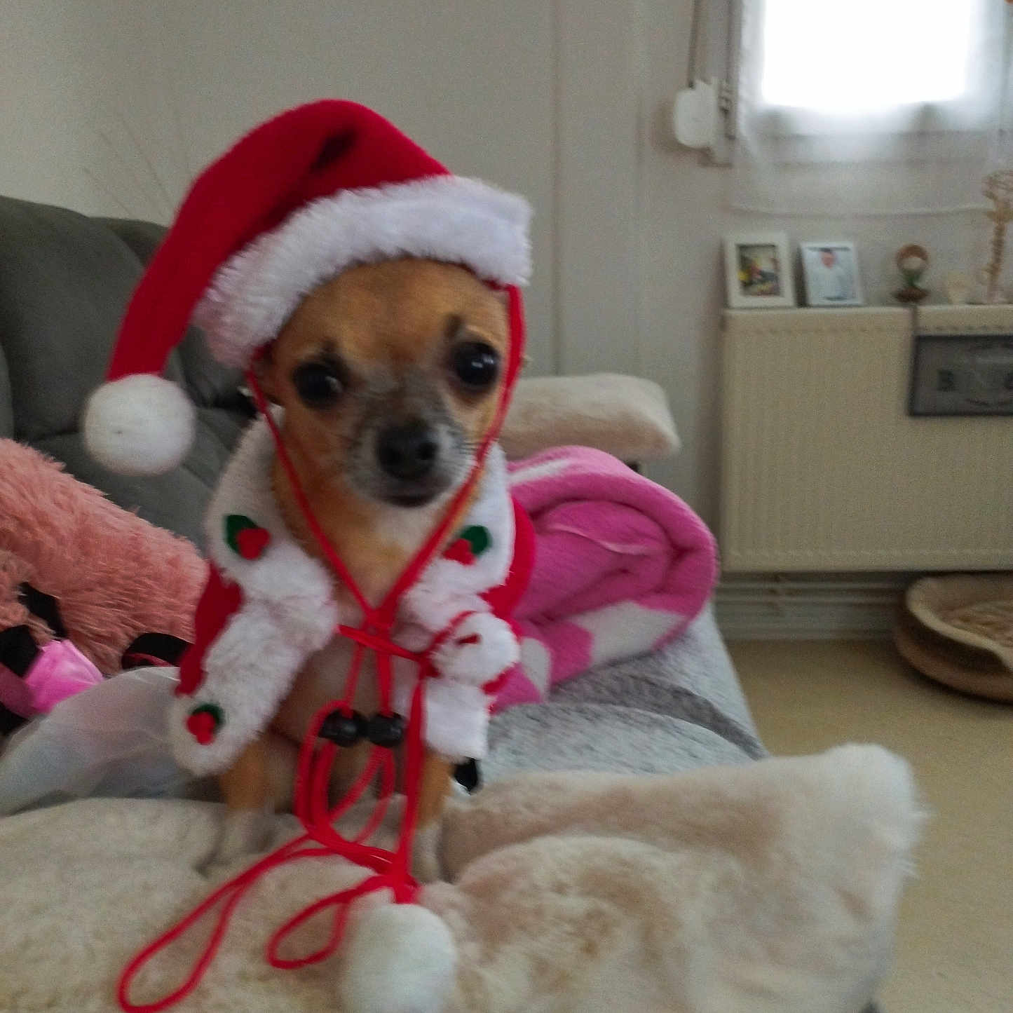 Ruby a rejoint le concours — aidez-le/la à gagner de superbes lots ! animal, blanket, chihuahua, christmas_costume, couch, cute, decor, dog, festive, fur, holiday, indoor, living_room, pet, pet_clothing, plush, red, santa_hat, small_dog, white