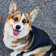 Phoenix participe au concours pour gagner de l'argent avec cette photo : dog, corgi, pet, outdoor, leash, smiling, happy, fur, ears, tongue, sitting, asphalt, animal, cute, companion, canine, friendly, playful, domestic_animal, paw