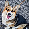 dog, corgi, pet, outdoor, leash, smiling, happy, fur, ears, tongue, sitting, asphalt, animal, cute, companion, canine, friendly, playful, domestic_animal, paw
