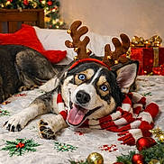 Winter joined the competition — help win amazing prizes! dog, husky, blue_eyes, reindeer_antlers, scarf, christmas, holiday_decor, bedspread, red_pillow, gift_box, ornaments, festive, tongue_out, happy, indoor, pet, celebration, smiling, cozy, winter