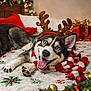 dog, husky, blue_eyes, reindeer_antlers, scarf, christmas, holiday_decor, bedspread, red_pillow, gift_box, ornaments, festive, tongue_out, happy, indoor, pet, celebration, smiling, cozy, winter