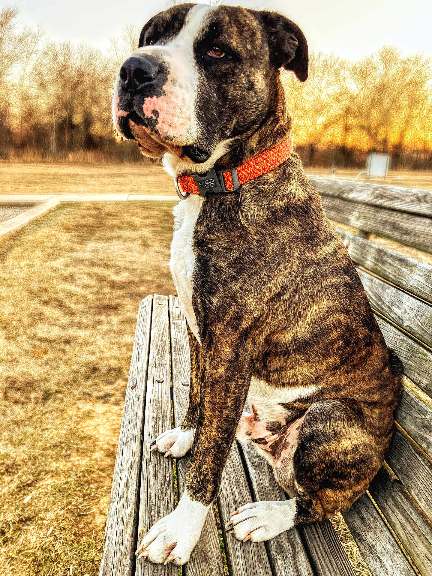 Escko is registered to the contest to win money with this photo: animal, bench, brindle, canine, daylight, dog, fur, golden_hour, grass, nature, orange_collar, outdoor, park, pavement, pet, quiet, sitting, sunset, trees, wood