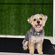 Jojo is registered to the contest to win money with this photo: dog, pet, grooming_table, happy, smiling, fur, animal, canine, indoor, cute, small_dog, tongue_out, well_groomed, green_background, fluffy, sitting, portrait, friendly, companion, domestic_animal