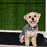 dog, pet, grooming_table, happy, smiling, fur, animal, canine, indoor, cute, small_dog, tongue_out, well_groomed, green_background, fluffy, sitting, portrait, friendly, companion, domestic_animal