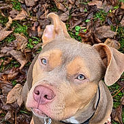 Akila a rejoint le concours — aidez-le/la à gagner de superbes lots ! dog, animal, pet, outdoor, leaves, grass, close_up, brown_fur, blue_eyes, collar, leash, nature, fall, cute, portrait, canine, mammal, looking_up, ears, snout