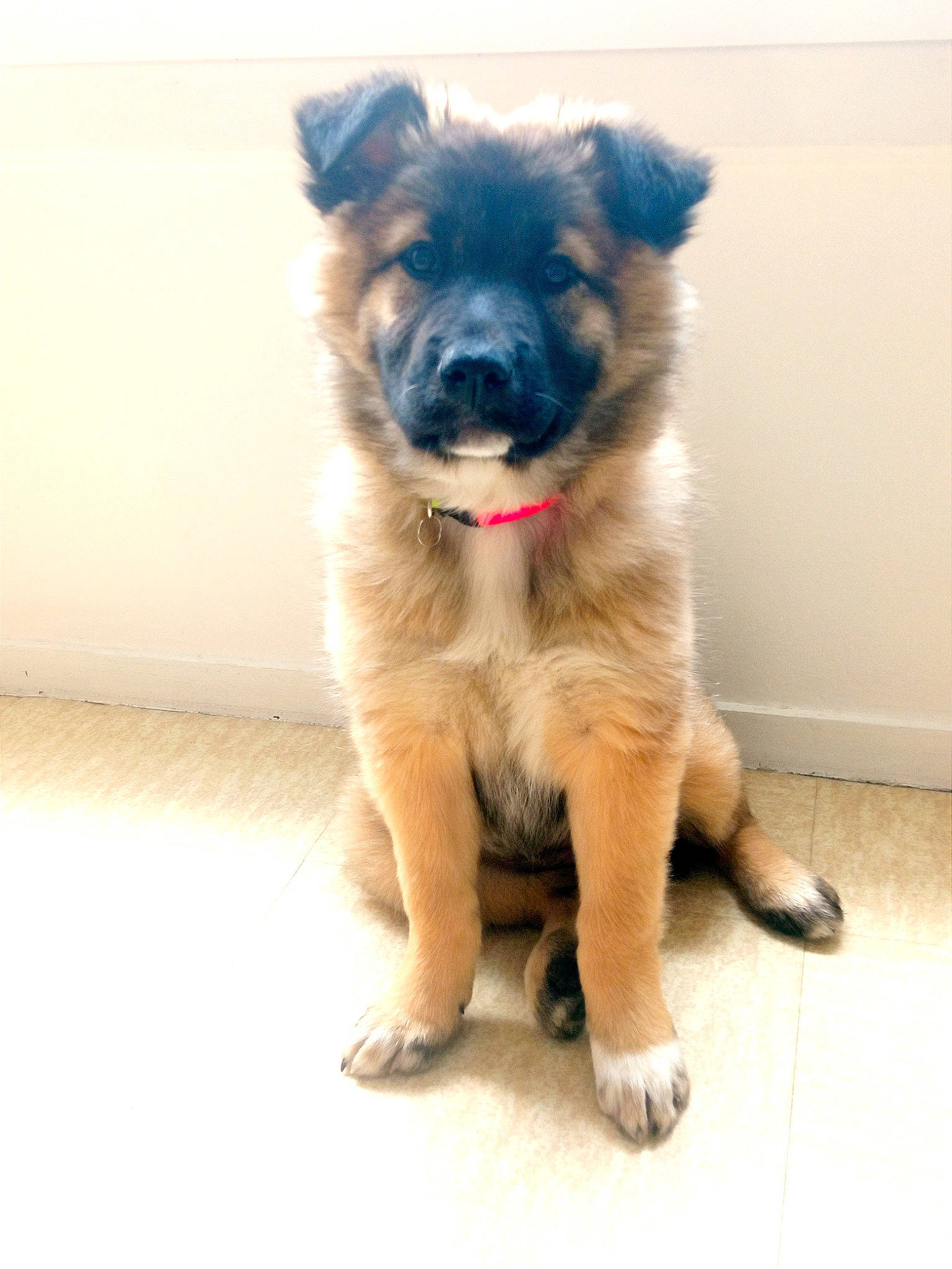 Uhana participe au concours pour gagner de l'argent avec cette photo : canidae, carnivore, companion_dog, dog, dog_breed, fawn, fur, snout, sporting_group, tail, terrestrial_animal, working_animal, working_dog