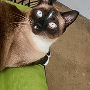Rocky is registered to the contest to win money with this photo: animal, blue_eyes, cat, chair, close_up, curious, cushion, domestic_cat, ears, face, floor, fur, furniture, green, indoor, looking_up, pet, relaxed, siamese_cat, whiskers
