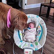 Eva joined the competition — help win amazing prizes! baby, newborn, dog, golden_retriever, swaddle, baby_rocker, floor, wooden_floor, indoor, pet, animal, bandana, pink_bandana, curious, tenderness, child, infant, home, furniture, footwear