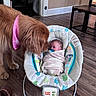 baby, newborn, dog, golden_retriever, swaddle, baby_rocker, floor, wooden_floor, indoor, pet, animal, bandana, pink_bandana, curious, tenderness, child, infant, home, furniture, footwear