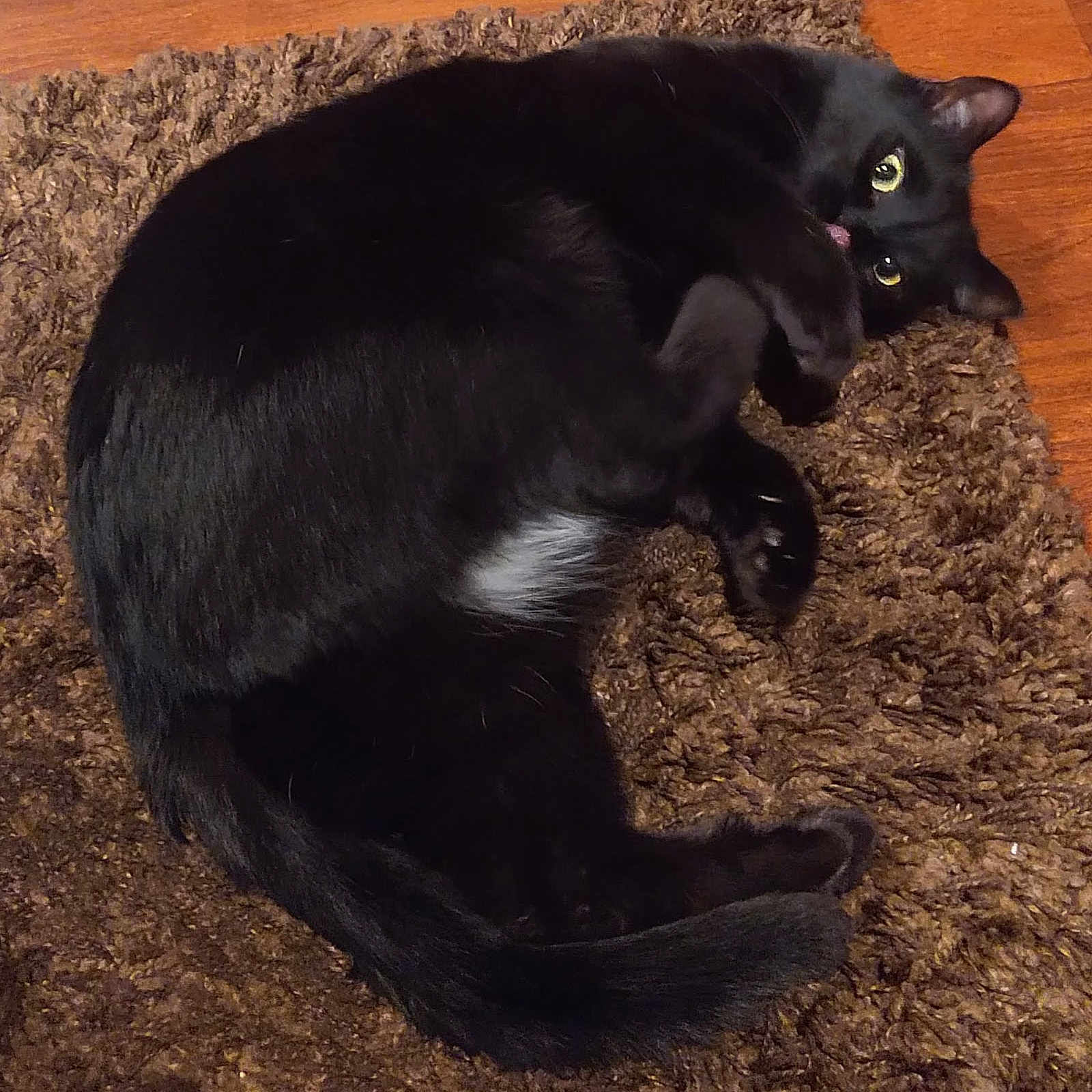Lucipurr