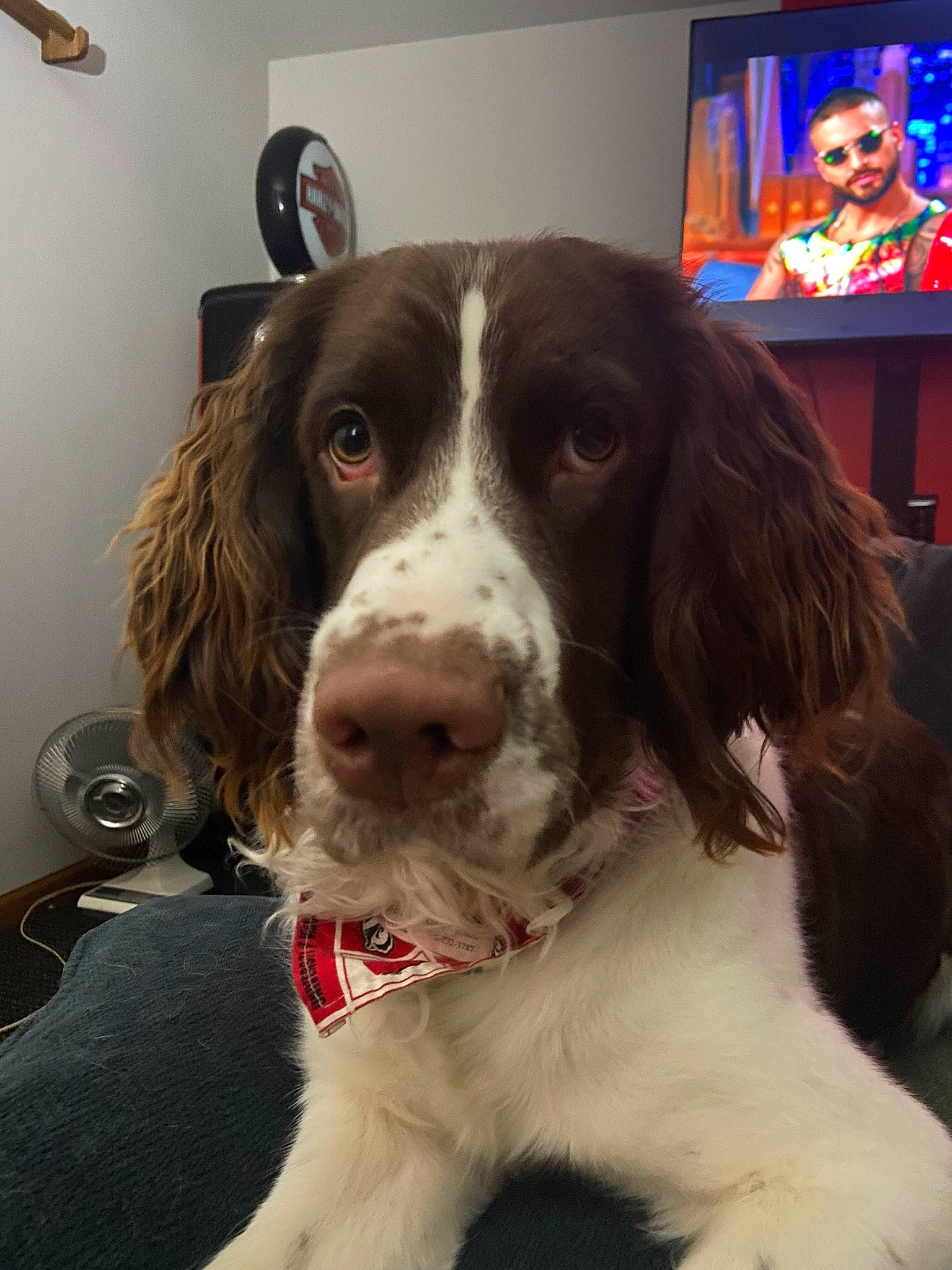Tucker joined the competition — help win amazing prizes! canidae, carnivore, cocker_spaniel, companion_dog, display_device, dog, dog_breed, fur, gun_dog, hunting_dog, liver, picture_frame, snout, spaniel, sporting_group, television, whiskers, working_animal