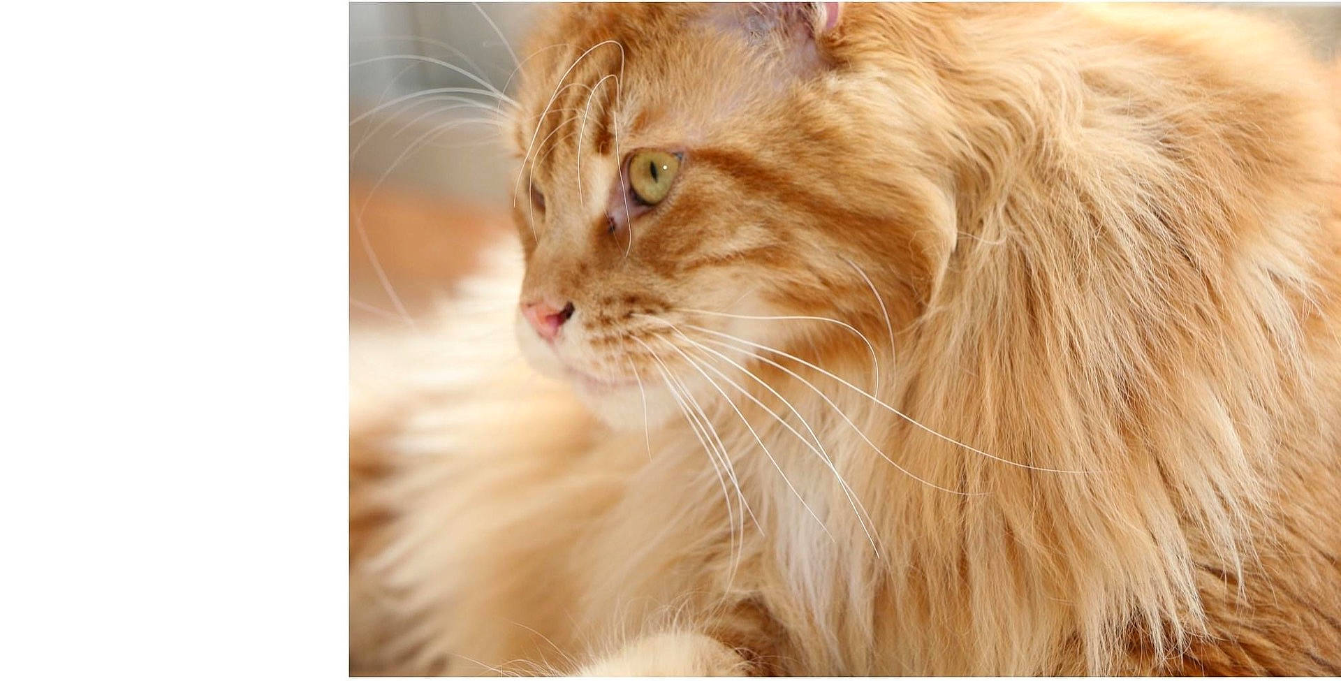 Steban Sole Mio participe au concours pour gagner de l'argent avec cette photo : abyssinian, angora, animal, cat, face, head, kitten, manx, person, pet, snout