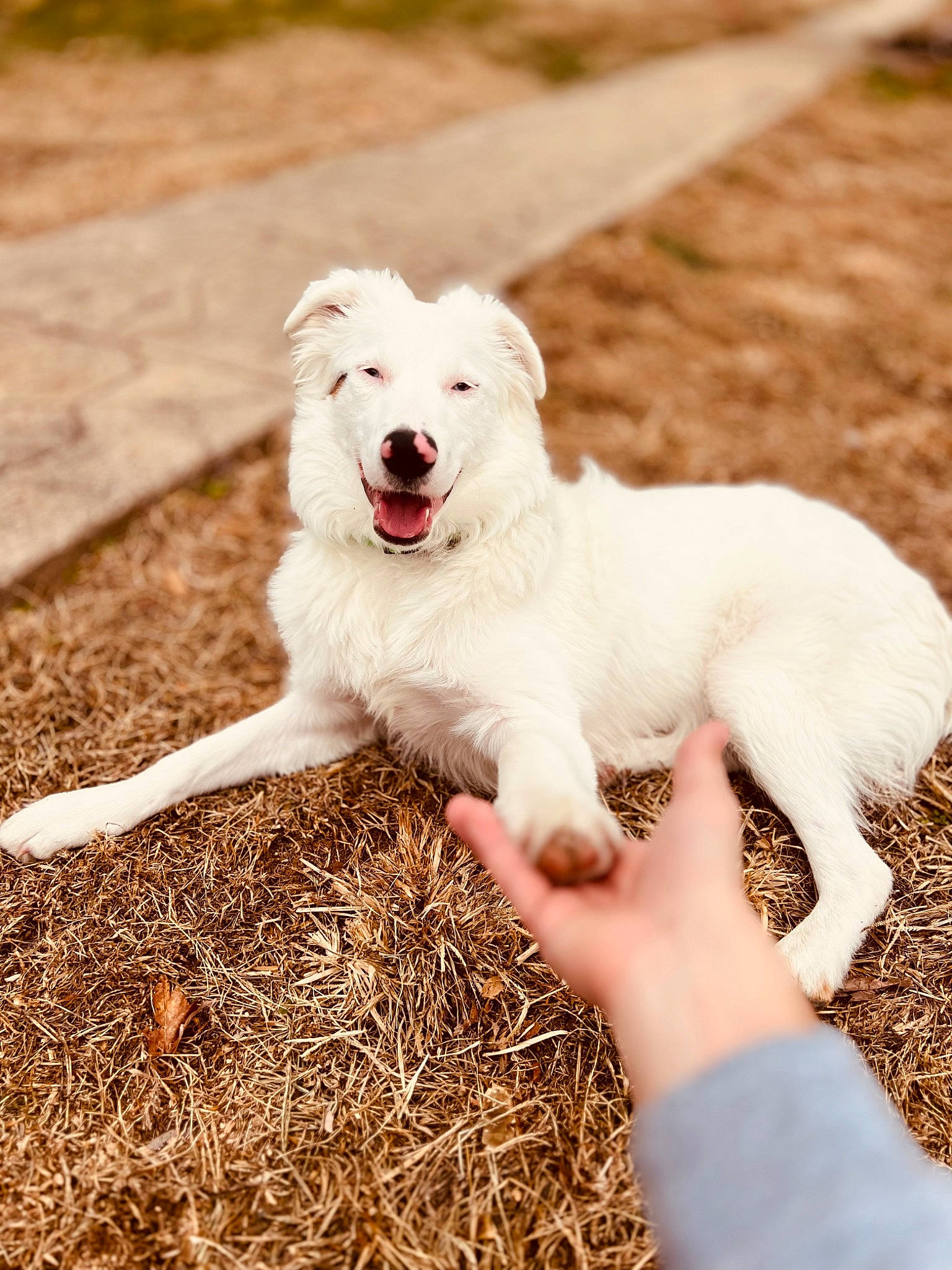 Sammie joined the competition — help win amazing prizes! canidae, carnivore, companion_dog, dog, dog_breed, fang, grass, great_pyrenees, happy, herding_dog, kuvasz, non_sporting_group, plant, snout, soil, sporting_group, tail, terrestrial_animal, working_animal, working_dog